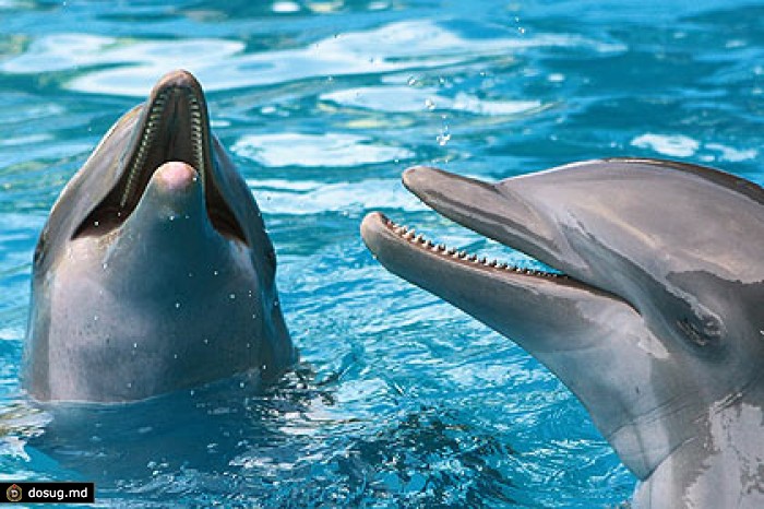 Из Крыма по поддельным документам попытались вывезти дельфинов