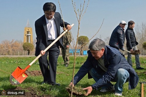 Из бишкекского парка украли посаженную президентом сакуру