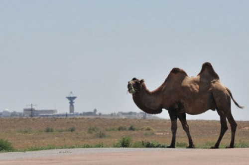 Казахстанским верблюдам раздадут светоотражатели