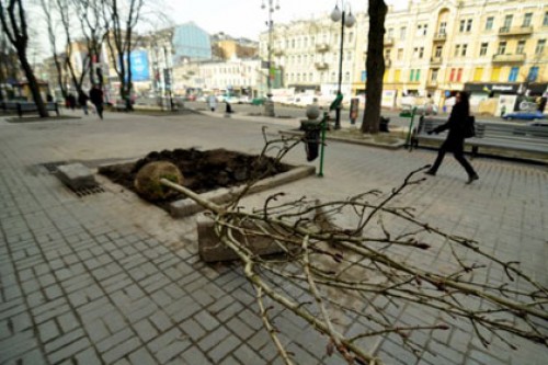 Киевских чиновников уличили в миллионной растрате при закупке каштанов