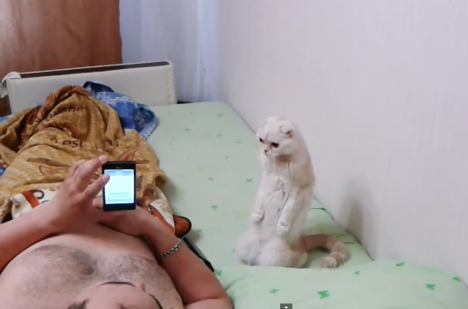 Кошка, слушающая гимн России, стала весьма популярной. ВИДЕО