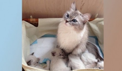 Кошка Дмитрия Медведева и ее котята взорвали "Instagram"