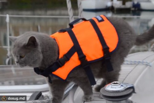 Кот-моряк пропал во время плавания