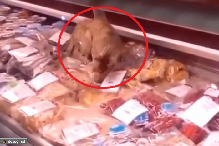 Кот разорил рыбный магазин в Приморье. ВИДЕО