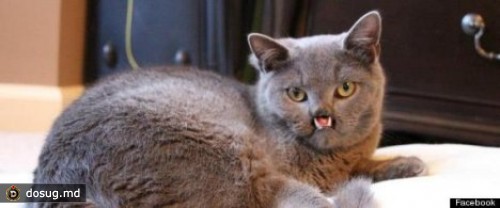 Котенок-"вампир" обрел хозяйку