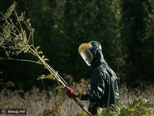 Латвия признала поражение в борьбе с борщевиком
