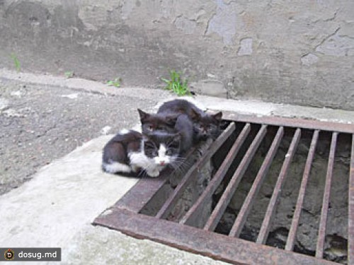 Латвийским охотникам разрешат в упор расстреливать бродячих котов