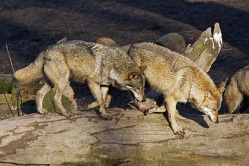 Латвийцев напугало вторжение волков из России