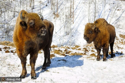 Литовцам предложили приютить назойливых зубров