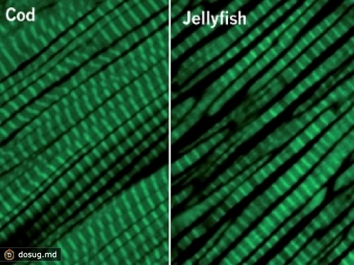 Медузы оказались обладателями уникальной мускулатуры