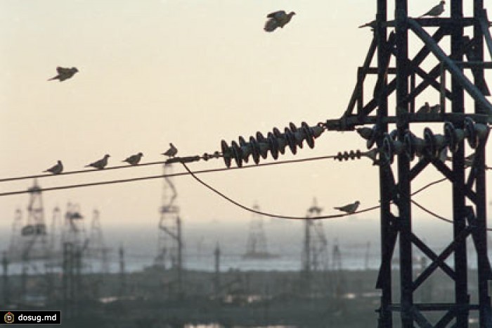 Минприроды уличило «Россети» в гибели исчезающих птиц