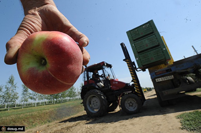 Минсельхоз обнаружил ежегодную потерю половины российских фруктов