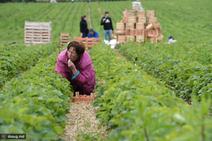 Минсельхоз оценил рост объема производства сельхозпродукции в 281 миллиард рублей