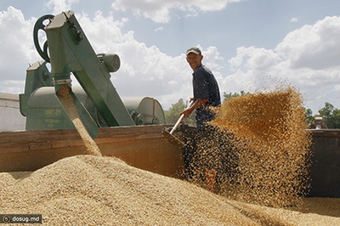 Минсельхоз предсказал рекордный объем экспорта зерна