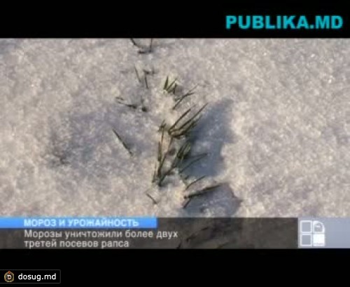 Морозы уничтожили более двух третей посевов рапса