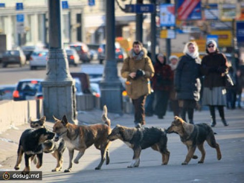 Москва будет управлять популяцией бродячих собак