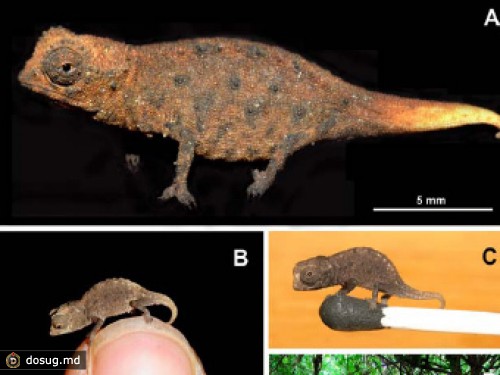 На Мадагаскаре нашли самого маленького хамелеона