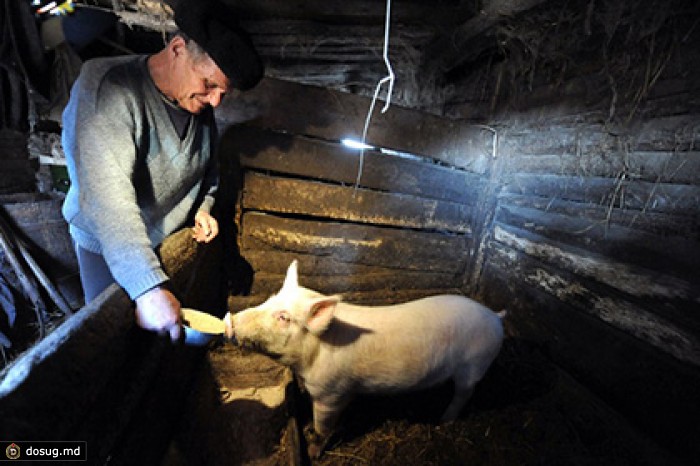 На Украине обязали регистрировать всех коров и свиней