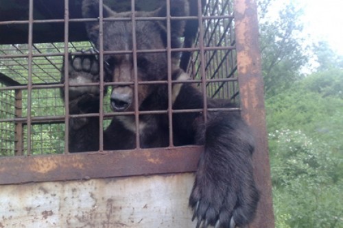 На бывшем ракетном полигоне на Украине нашли медвежью тюрьму