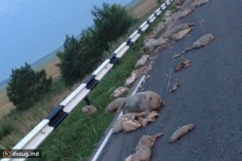 На дороге в Нижегородской области нашли мертвых свиней