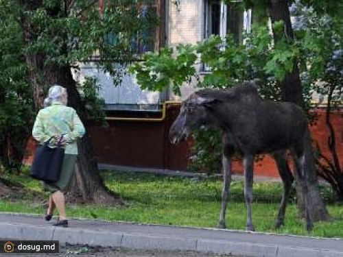 На востоке Москвы усилено патрулирование мест возможного появления лосей