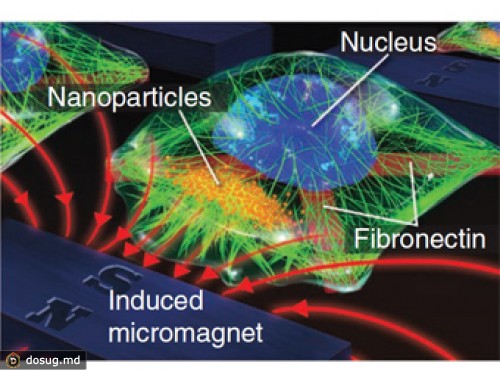 Наномагниты помогут изучать клеточные контакты