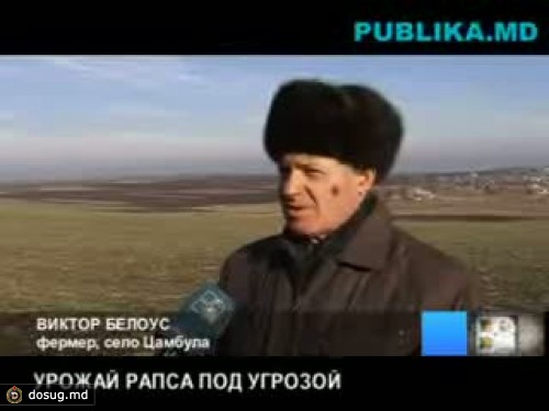 Неурожай рапса ожидается в Молдове из-за засухи