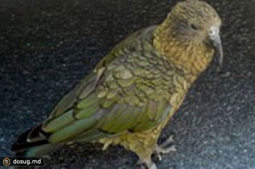 Новозеландский попугай ограбил туриста
