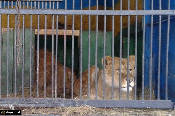 Оренбургская полиция установит обстоятельства нападения льва на человека