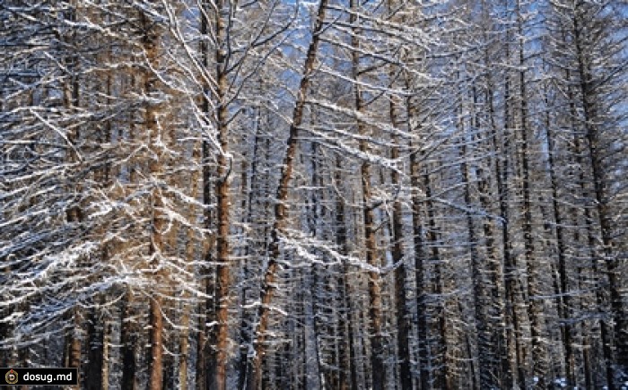 Отдыхавший на турбазе мужчина найден мертвым в лесу Иркутской области