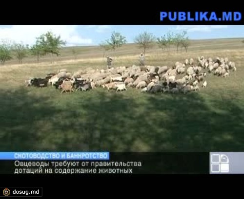Овцеводы требуют от государства поддержки для спасения отрасли от исчезновения
