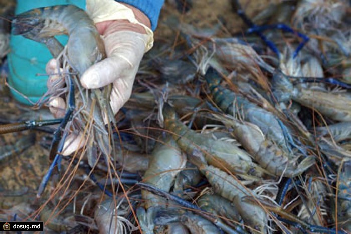 Первая партия иранских креветок прибыла в Россию