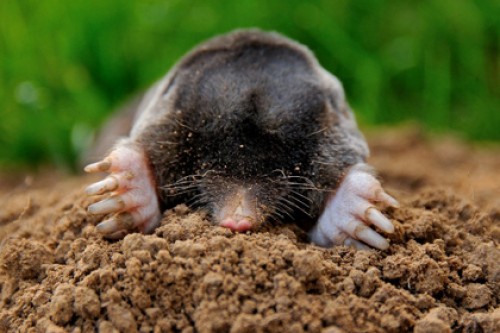 Полиция Латвии простила взрывателей кротов