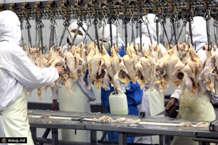 Поставки немецкой курятины в Россию запретили из-за птичьего гриппа