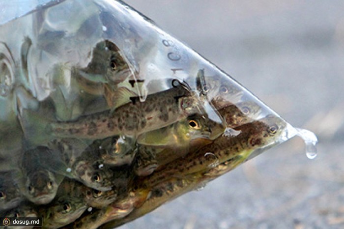 Правительство разрешило норвежским судам доставлять мальков в Россию