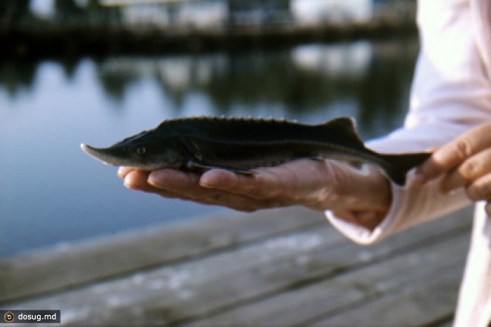 Президенты прикаспийской пятерки выпустят в Волгу осетрят