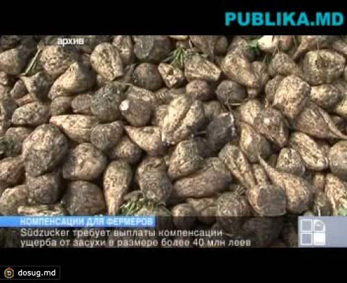 Производители сахарной свеклы требуют выплаты компенсации ущерба от засухи в размере 50 миллионов леев
