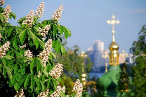 Прокуратура расследует подмену каштанов на Крещатике