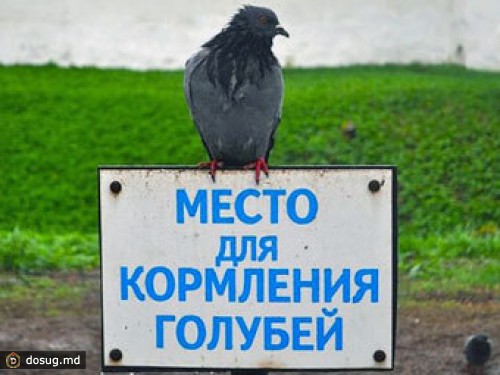 Псковские полицейские задержали любителей голубятины