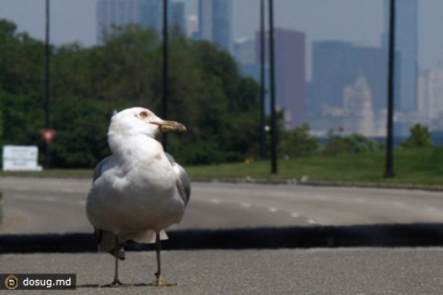 Птицы научились различать дороги по скоростным ограничениям