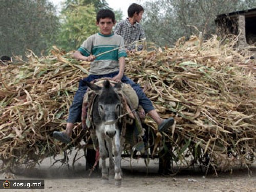 Рахмон посоветовал таджикам запастись мукой еще на два года