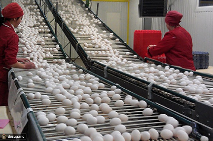 Сайт птицефабрики челябинская. Рост цен на яйца. Сатира.