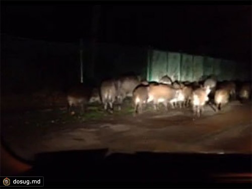 Рижские власти спасовали перед блуждающими кабанами