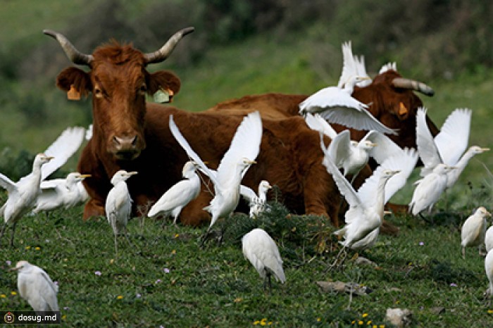 Россельхознадзор обнаружил запрещенный препарат в мясе из ЕС