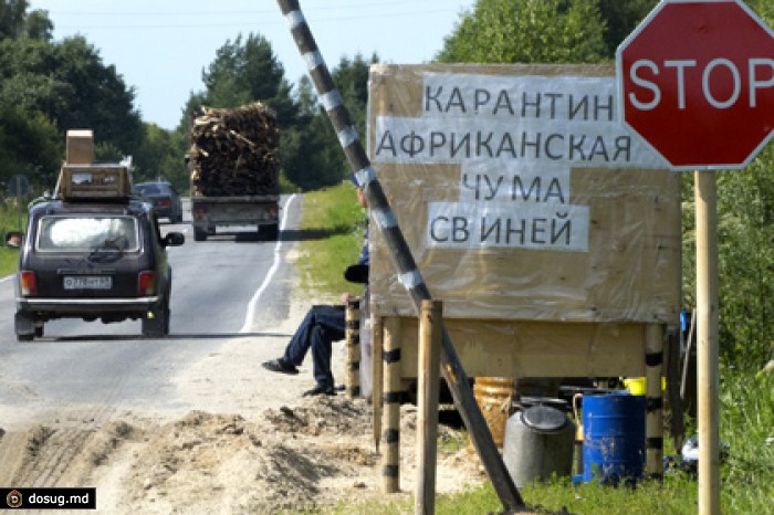 Россельхознадзор обвинил диких кабанов в чуме свиней на Украине