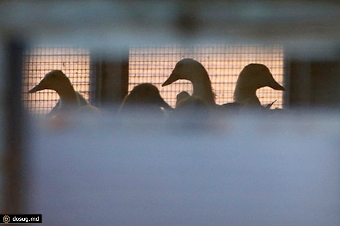 Россельхознадзор ограничил ввоз в Россию американского мяса птицы