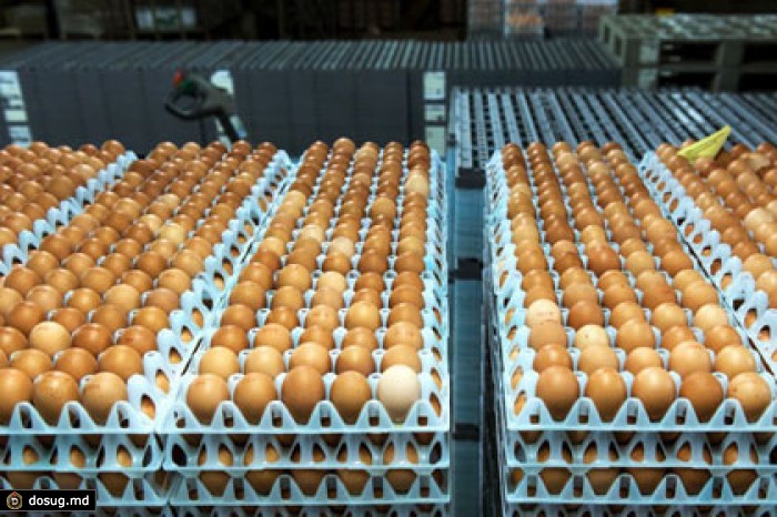 Россельхознадзор ограничит ввоз голландских яиц