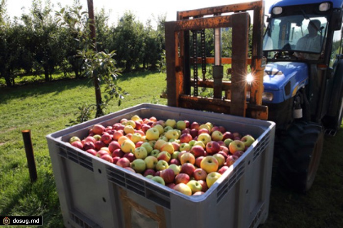 Россельхознадзор попробует избежать запрета на импорт сербских яблок