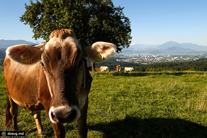 Россельхознадзор запретил ввоз скота из Греции