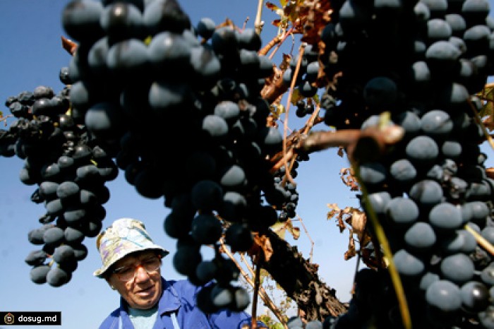 Россельхознадзор запретит реэкспорт овощей и фруктов из Болгарии